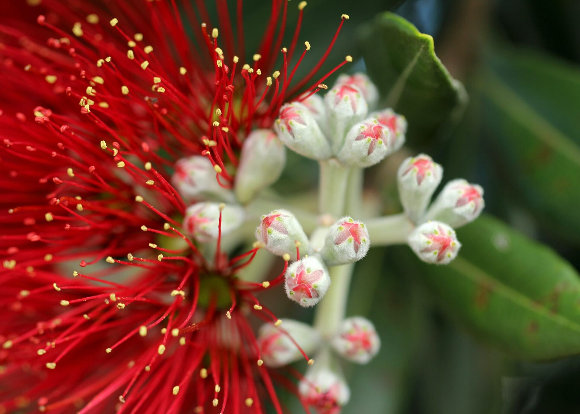 A bee on a flowering native plant, reflecting Puāwai's natural health approach